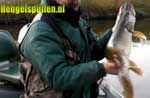 hengelspullen video (HD): goede snoekbehandeling