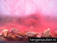 Klik voor orgineel